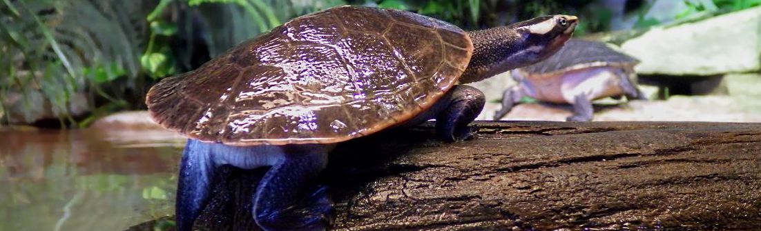 Red-bellied short-necked turtle.