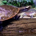 Red-bellied short-necked turtle.