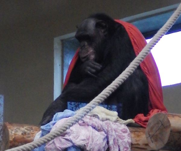 West African chimpanzee.