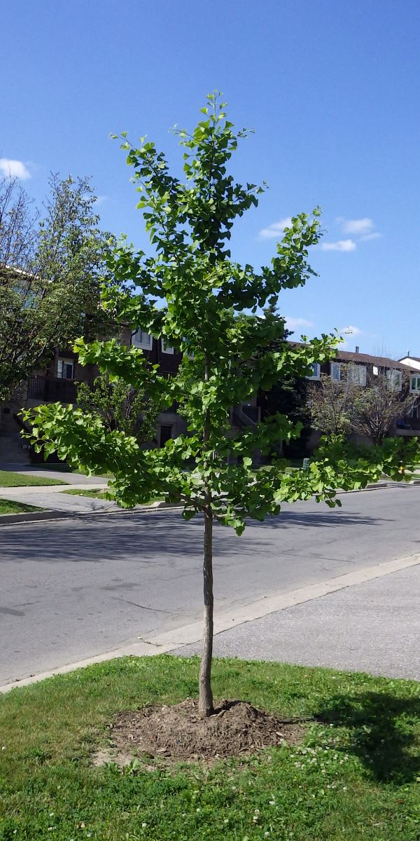A young Ginkgo biloba tree in Toronto.