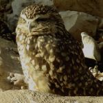 Burrowing owl.