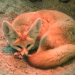 Fennec fox.