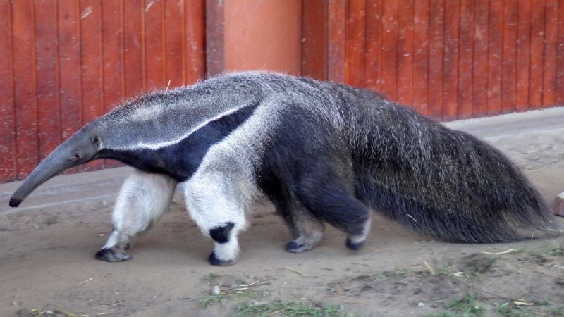 Giant anteater.