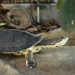 Hilaire's Side-necked Turtle.