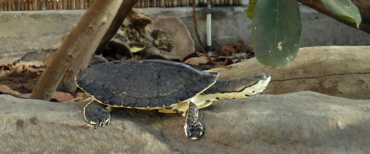 Hilaire's Side-necked Turtle.