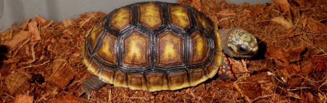 Red-footed Tortoise.