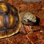 Red-footed Tortoise.