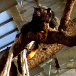Red-handed tamarin.