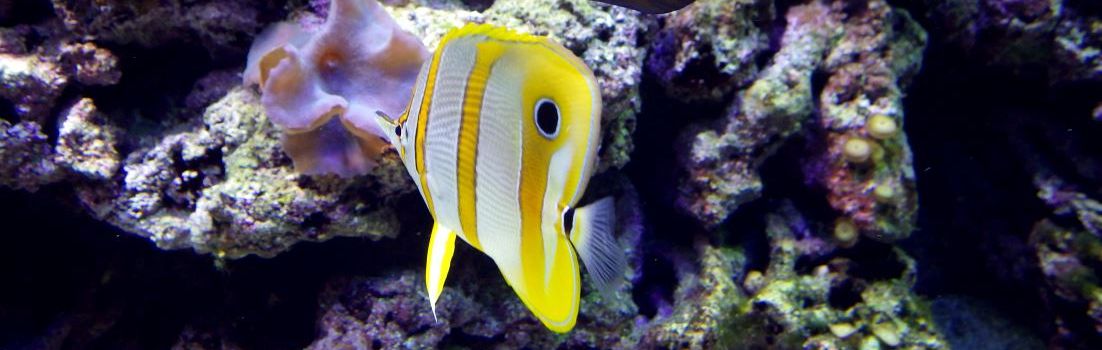 Copperband butterflyfish.
