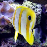 Copperband butterflyfish.
