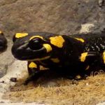 Fire salamander.