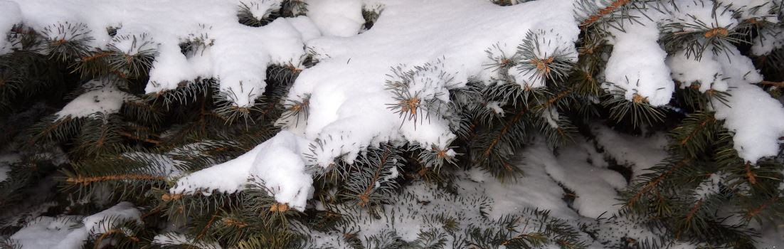 Snow on a pine tree.