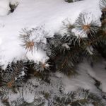 Snow on a pine tree.