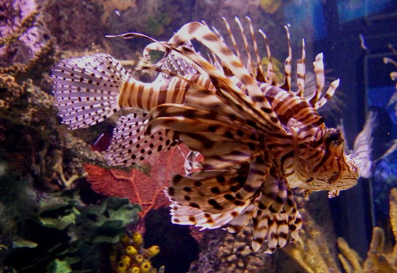 Red Lionfish.