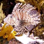 Red Lionfish.