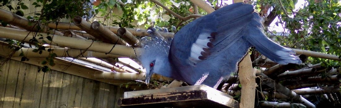 Victoria crowned pigeon.