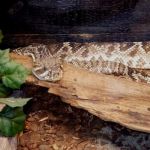 Eastern Diamondback Rattlesnake