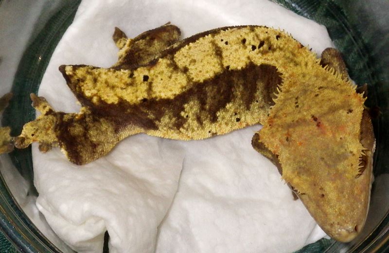 Crested gecko with missing tail.