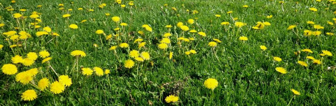 Dandelions on a Field.