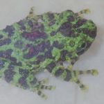 Vietnamese Mossy Frog.