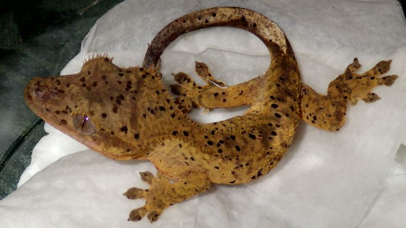 Crested Gecko.