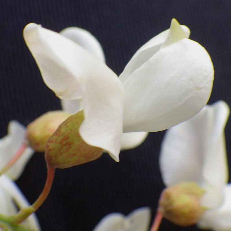 A close up of one flower of the black locust tree.