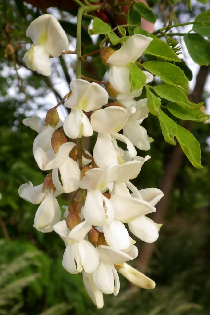 The flowers of the black locust tree.