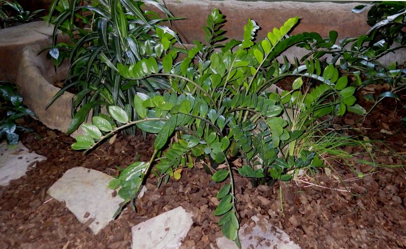 Zamioculcas zamiifolia.