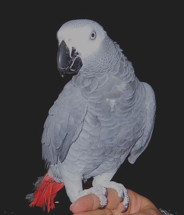 African Grey Parrot.