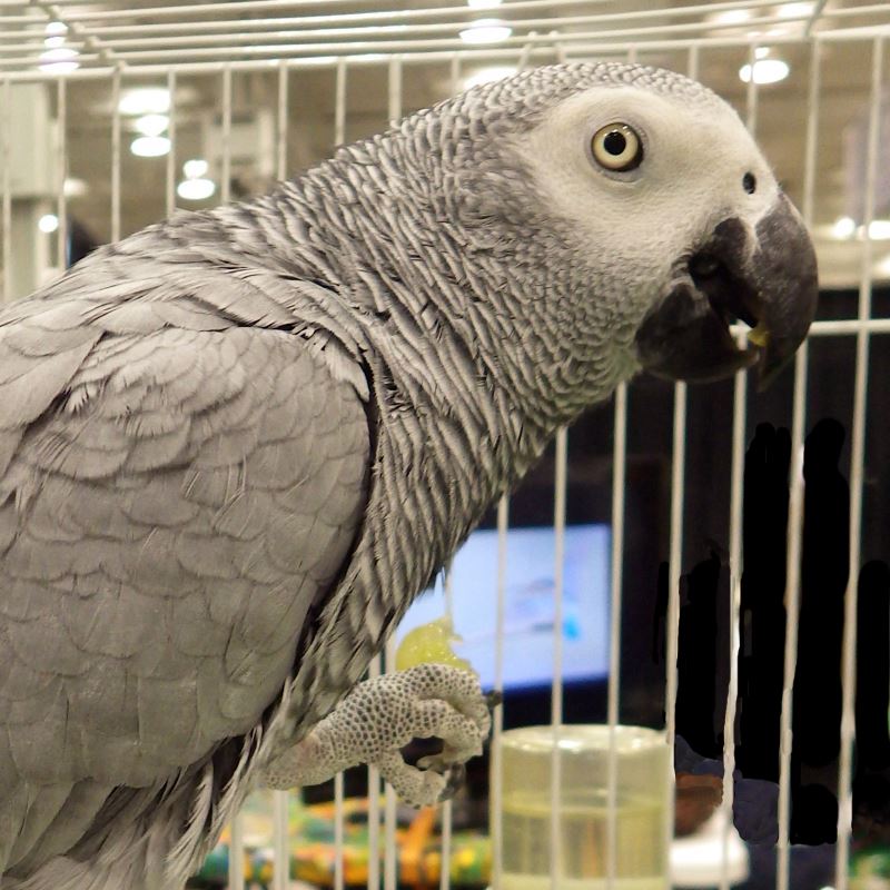 African Grey Parrot.