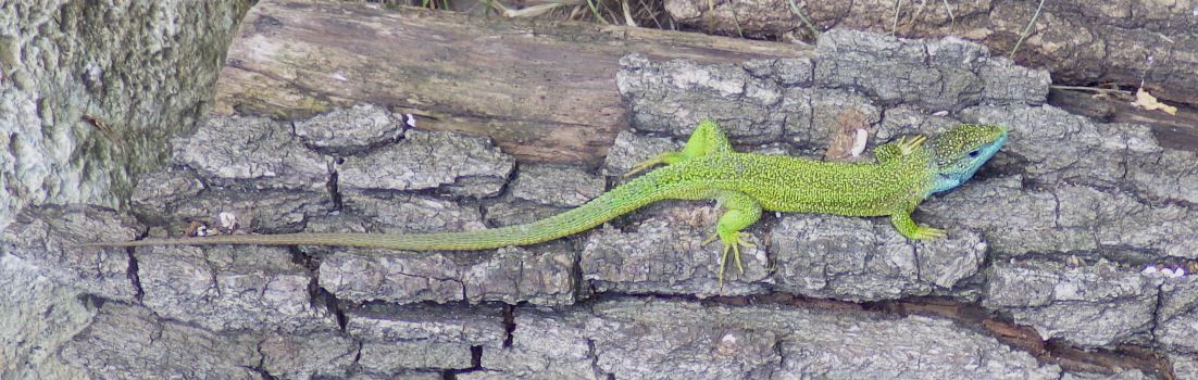 European Green Lizard.