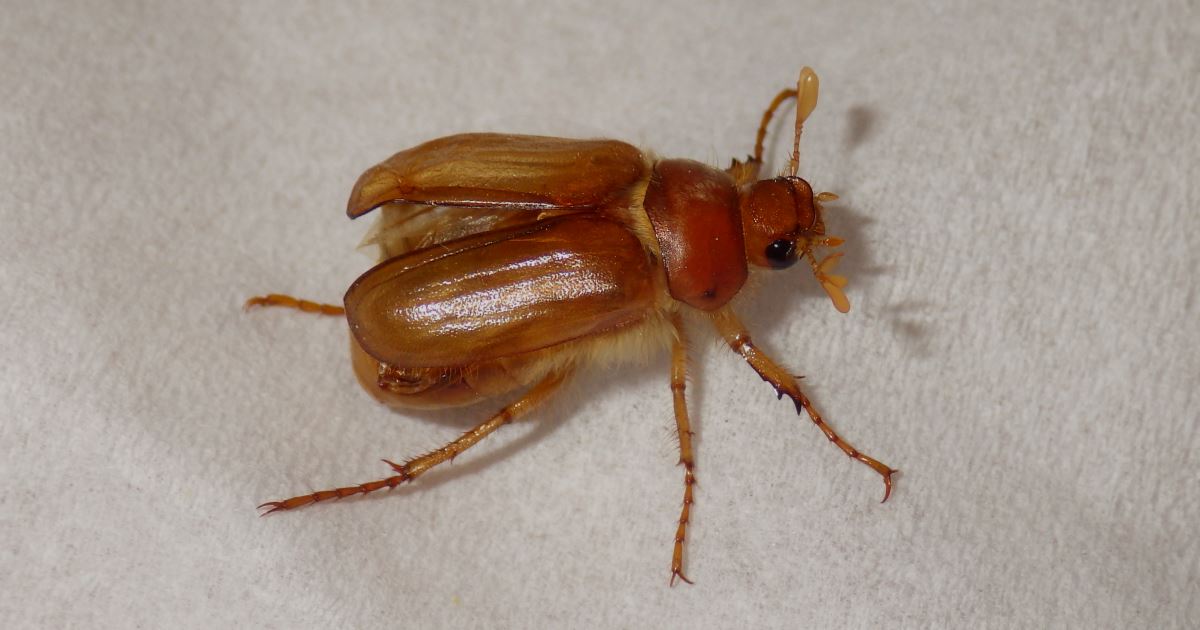 European chafer beetle.