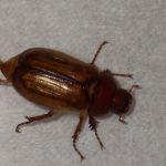 European Chafer Beetle
