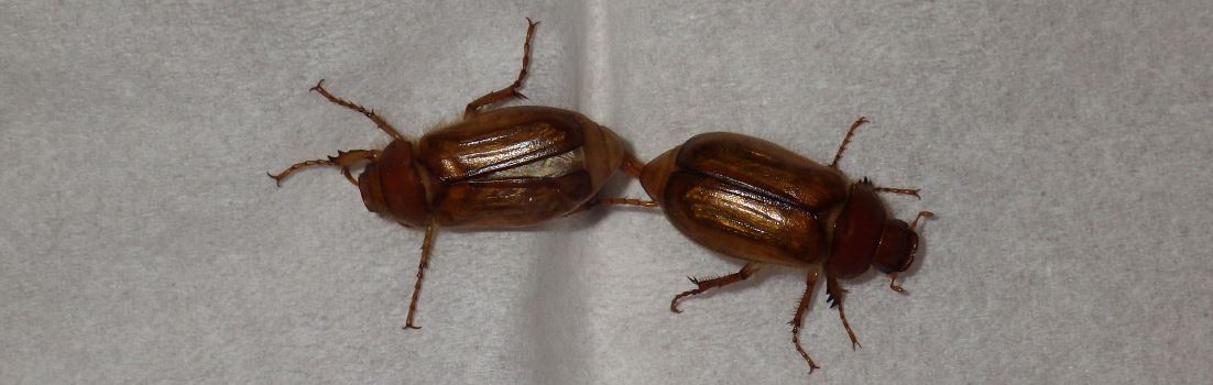 Chafer beetles.