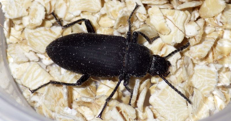 Zophobas morio beetle.