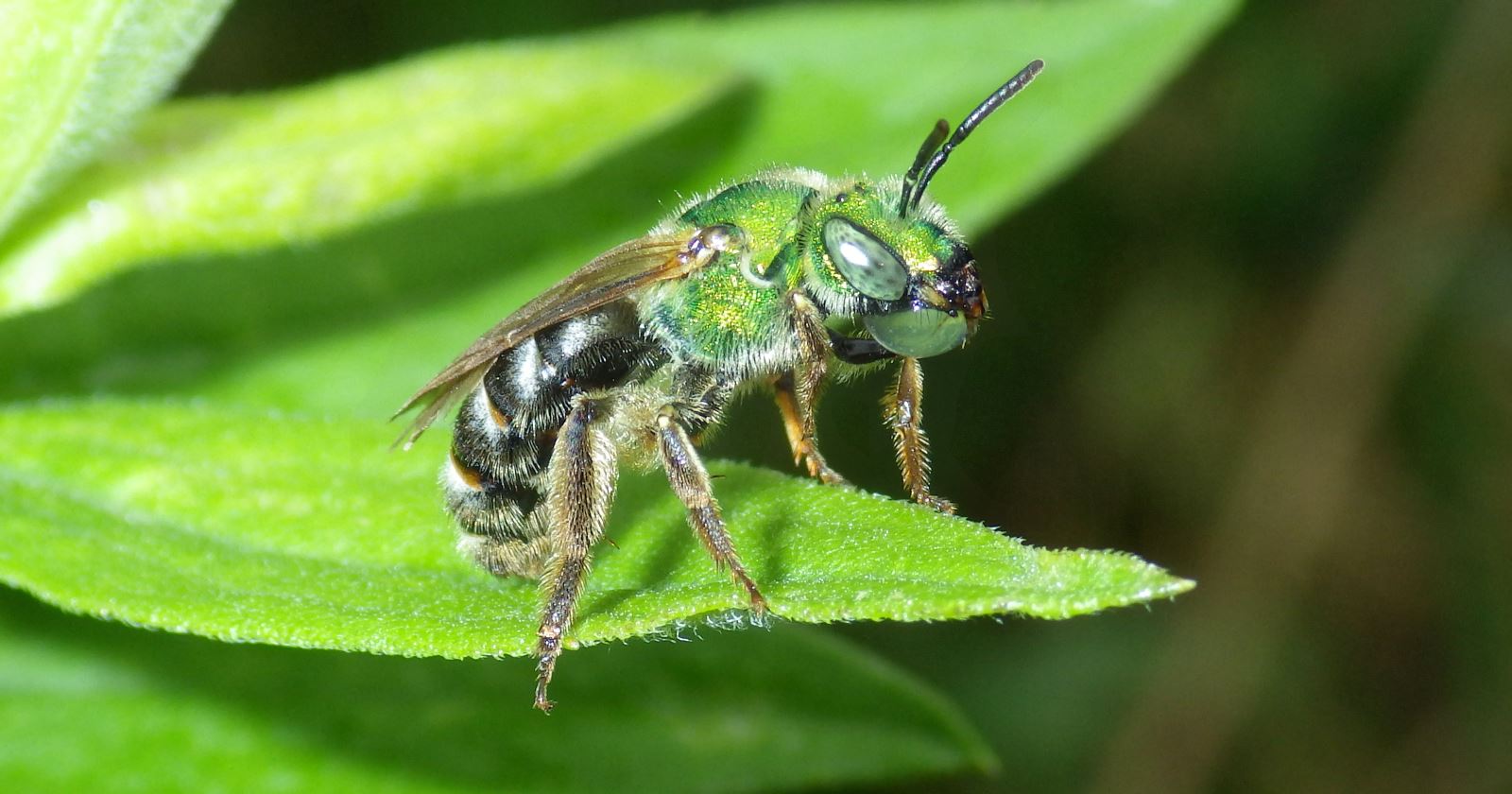 Female Virescent Green Metallic Bee.