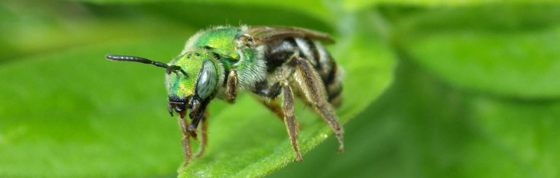 Female Virescent Green Metallic Bee