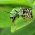 Metallic Green Bees
