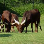 Ankole-Watusi Cattle.