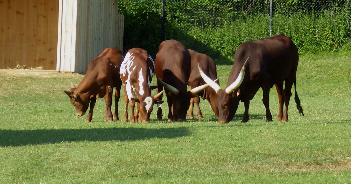 Ankole-Watusi Cattle.
