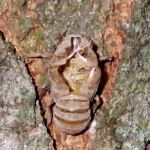 Cicada shells on a tree.