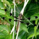 Dragonflies in Milliken Park