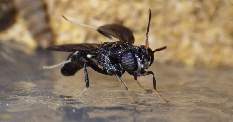 Black soldier fly,
