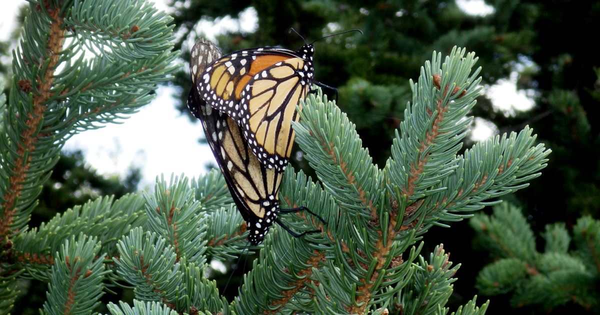 Mating Monarch Butterflies.