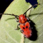 Red milkweed beetle.