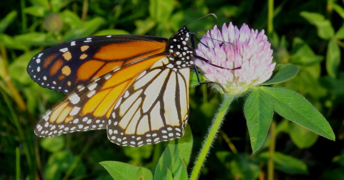 Monarch butterfly feeding.