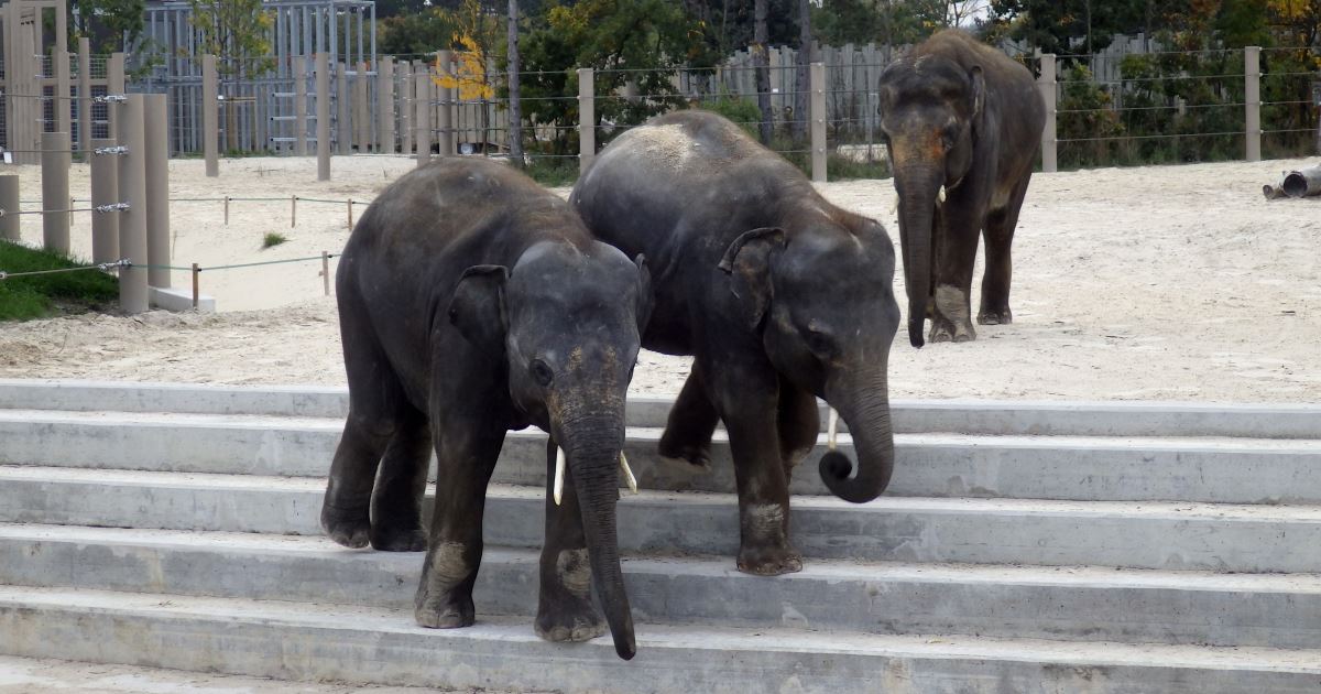 Asian Elephants outdoors  in the Veszprém Zoo
