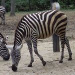 Boehm's Zebras