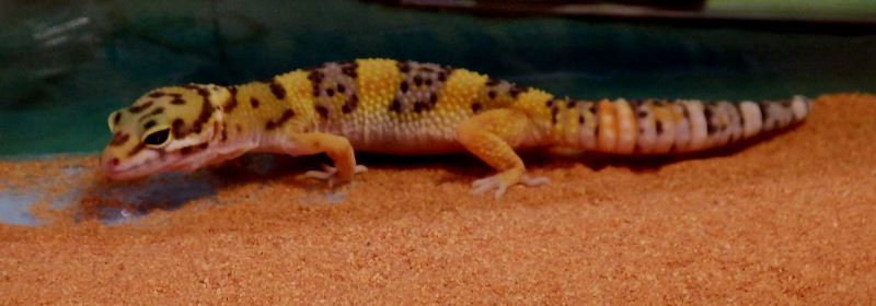 Fancy Leopard Gecko.