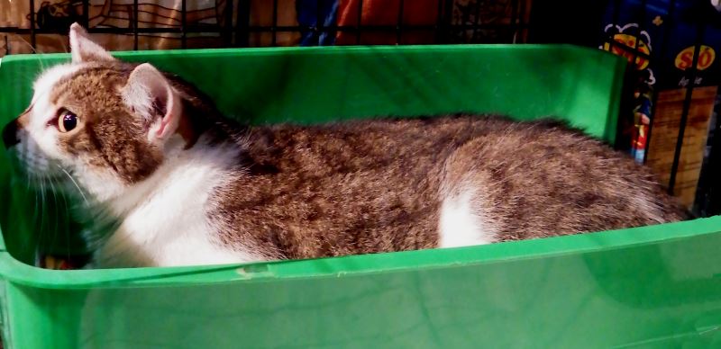 Fat Cat in a Box.